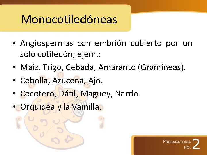 Monocotiledóneas • Angiospermas con embrión cubierto por un solo cotiledón; ejem. : • Maíz,