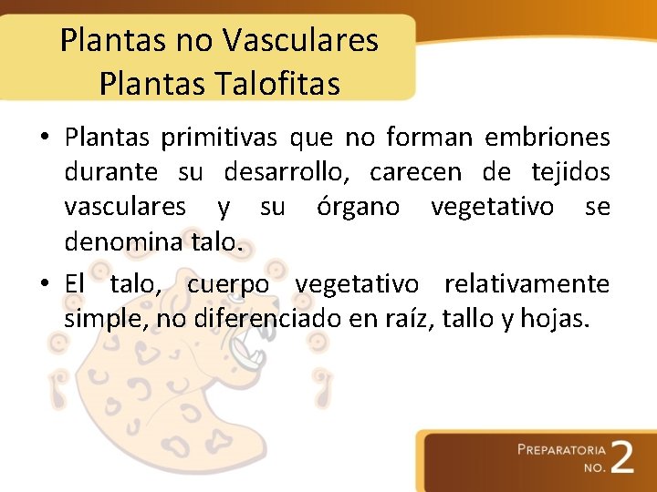 Plantas no Vasculares Plantas Talofitas • Plantas primitivas que no forman embriones durante su