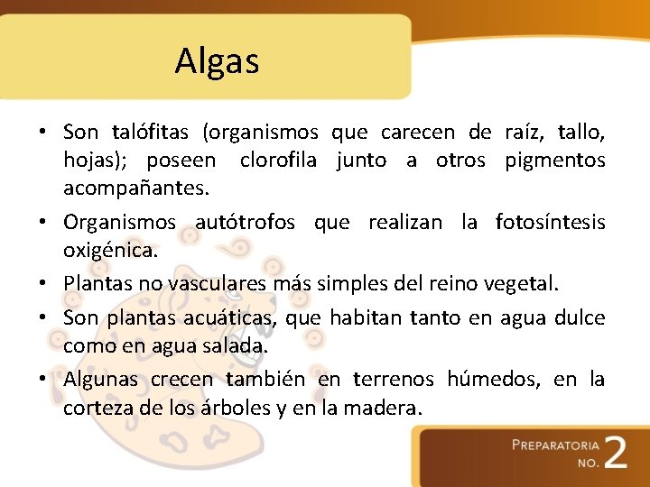 Algas • Son talófitas (organismos que carecen de raíz, tallo, hojas); poseen clorofila junto