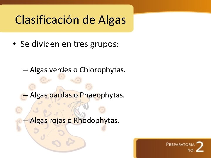 Clasificación de Algas • Se dividen en tres grupos: – Algas verdes o Chlorophytas.