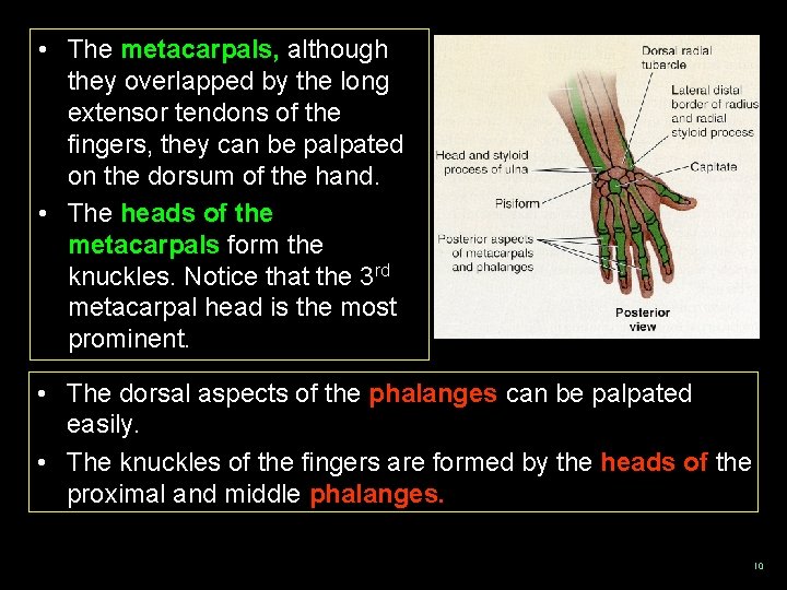  • The metacarpals, although they overlapped by the long extensor tendons of the