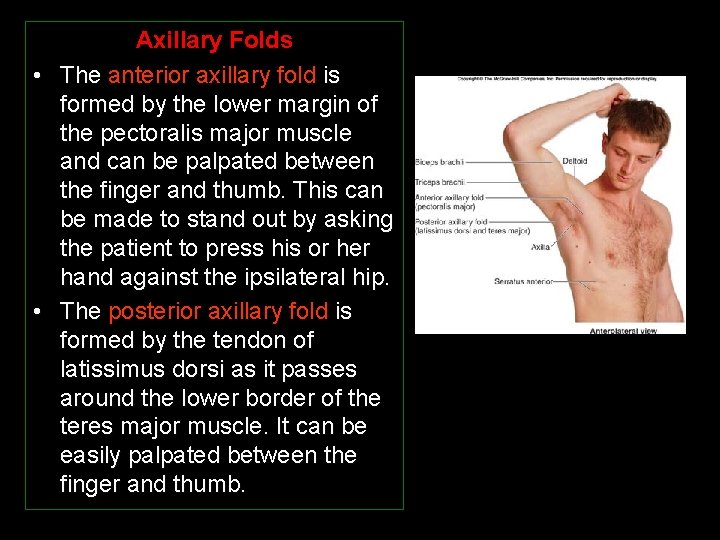 Axillary Folds • The anterior axillary fold is formed by the lower margin of
