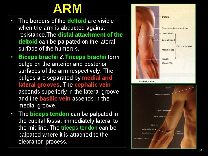ARM • The borders of the deltoid are visible when the arm is abducted