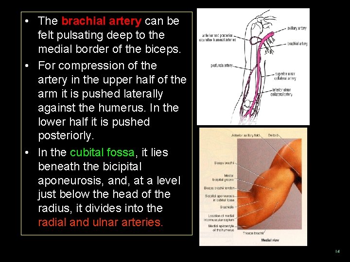  • The brachial artery can be felt pulsating deep to the medial border