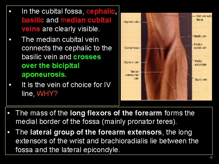  • • • In the cubital fossa, cephalic, basilic and median cubital veins