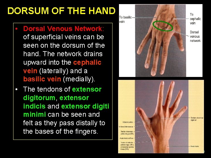 DORSUM OF THE HAND • Dorsal Venous Network: of superficial veins can be seen