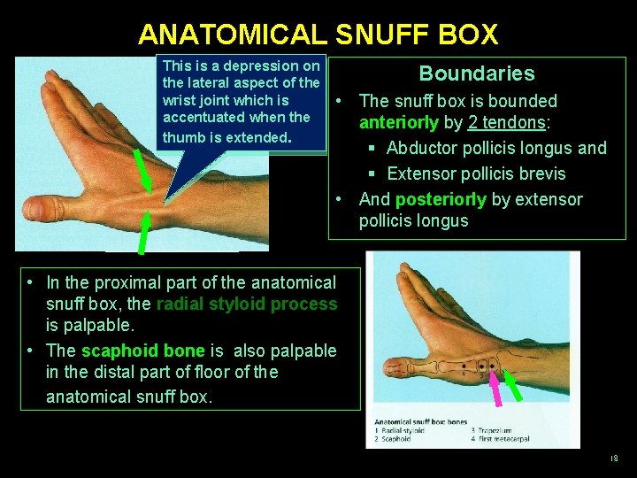 ANATOMICAL SNUFF BOX This is a depression on the lateral aspect of the wrist