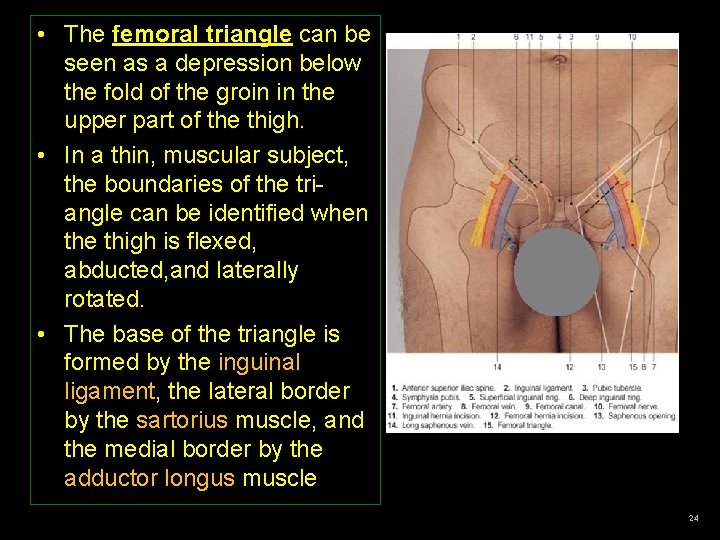 • The femoral triangle can be seen as a depression below the fold