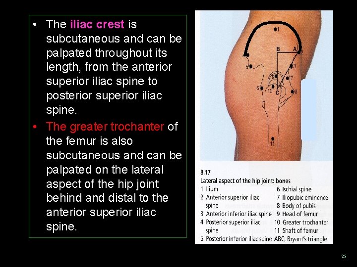  • The iliac crest is subcutaneous and can be palpated throughout its length,
