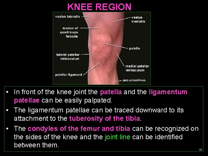 KNEE REGION • In front of the knee joint the patella and the ligamentum