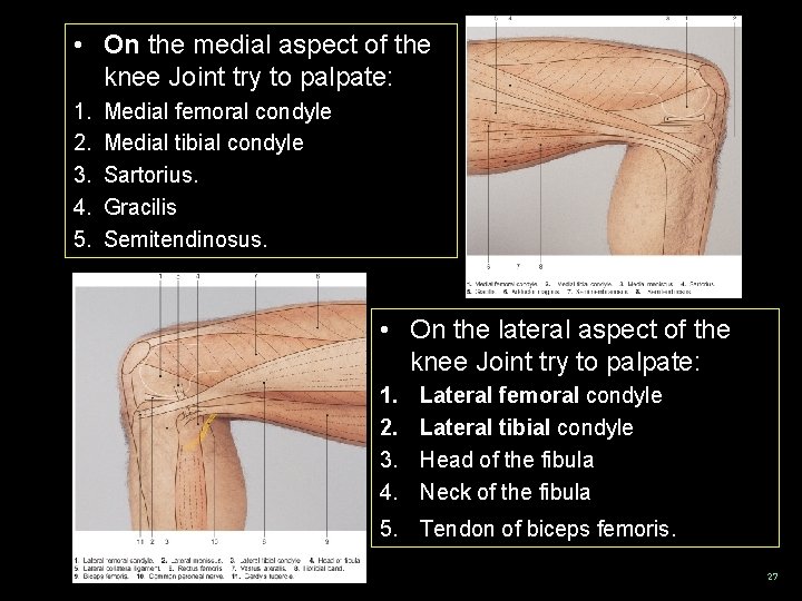  • On the medial aspect of the knee Joint try to palpate: 1.