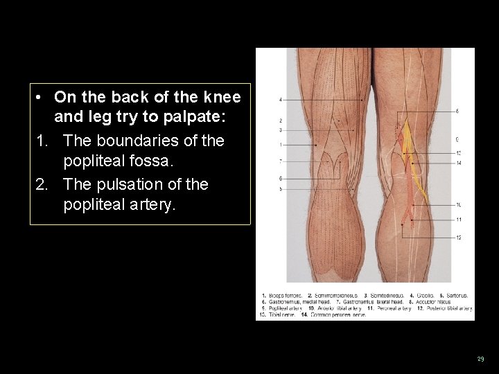  • On the back of the knee and leg try to palpate: 1.