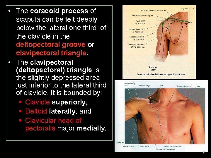  • The coracoid process of scapula can be felt deeply below the lateral