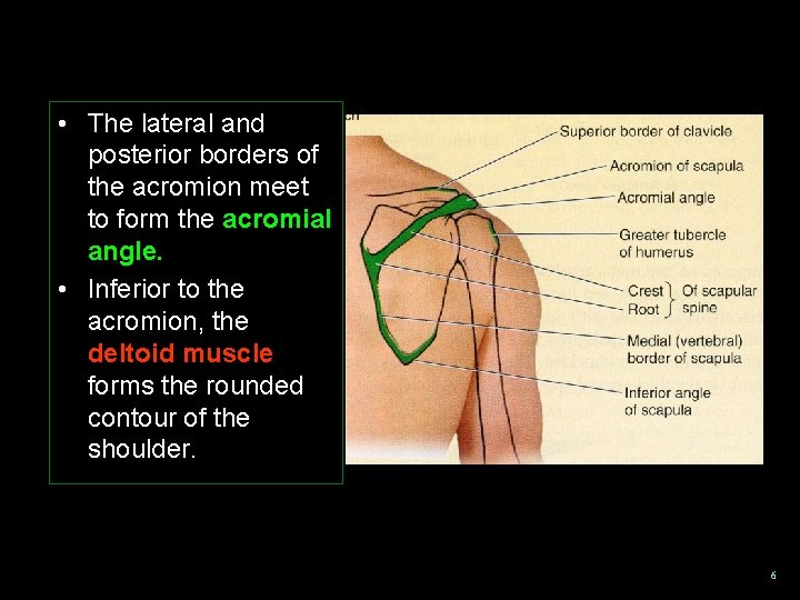  • The lateral and posterior borders of the acromion meet to form the