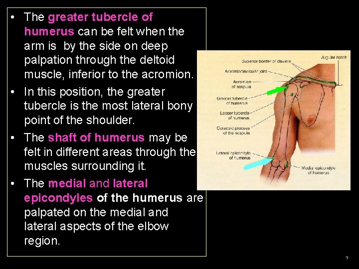  • The greater tubercle of humerus can be felt when the arm is