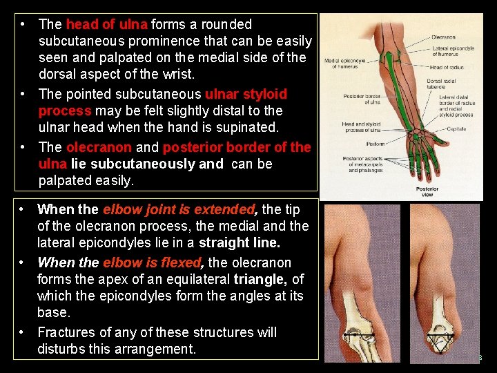  • The head of ulna forms a rounded subcutaneous prominence that can be