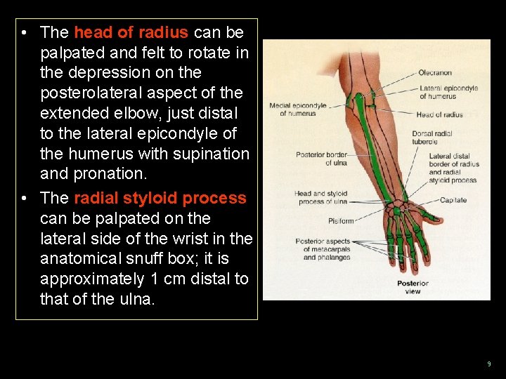  • The head of radius can be palpated and felt to rotate in