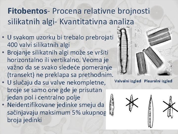 Fitobentos- Procena relativne brojnosti silikatnih algi- Kvantitativna analiza • U svakom uzorku bi trebalo