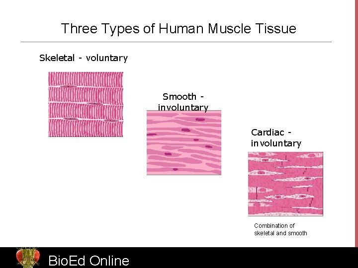 Three Types of Human Muscle Tissue Skeletal - voluntary Smooth involuntary Cardiac involuntary Combination