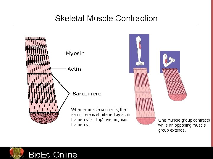 Skeletal Muscle Contraction Myosin Actin Sarcomere When a muscle contracts, the sarcomere is shortened