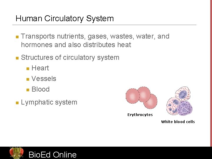 Human Circulatory System n n n Transports nutrients, gases, wastes, water, and hormones and