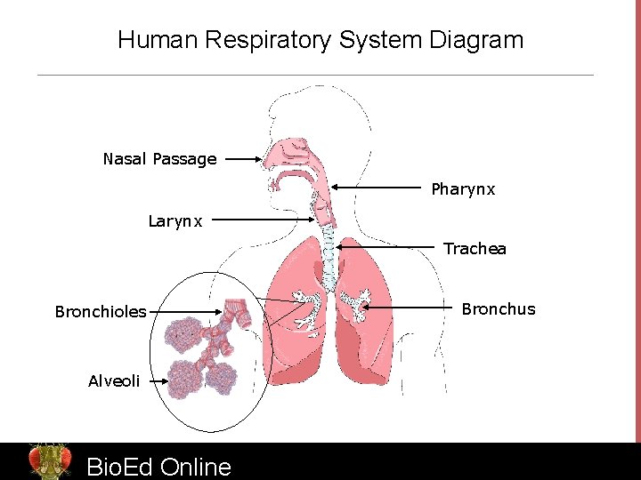 Human Respiratory System Diagram Nasal Passage Pharynx Larynx Trachea Bronchioles Bronchus Alveoli Bio. Ed