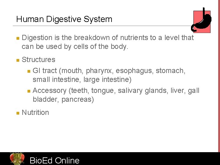 Human Digestive System n n n Digestion is the breakdown of nutrients to a