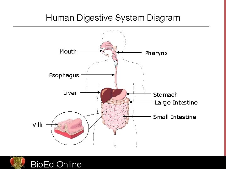 Human Digestive System Diagram Mouth Pharynx Esophagus Liver Stomach Large Intestine Small Intestine Villi