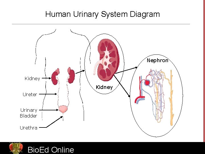 Human Urinary System Diagram Nephron Kidney Ureter Urinary Bladder Urethra Bio. Ed Online www.