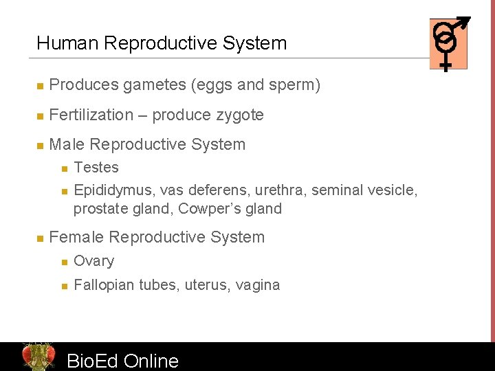 Human Reproductive System n Produces gametes (eggs and sperm) n Fertilization – produce zygote