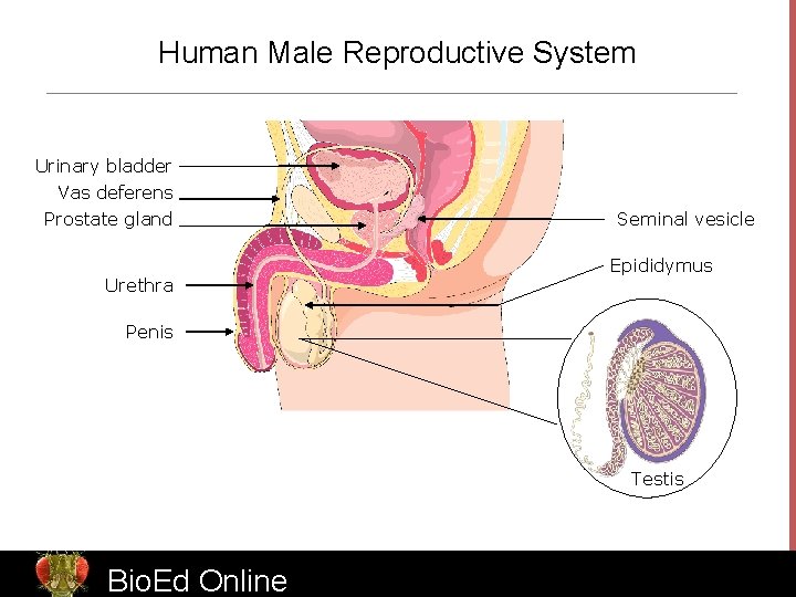 Human Male Reproductive System Urinary bladder Vas deferens Prostate gland Urethra Seminal vesicle Epididymus