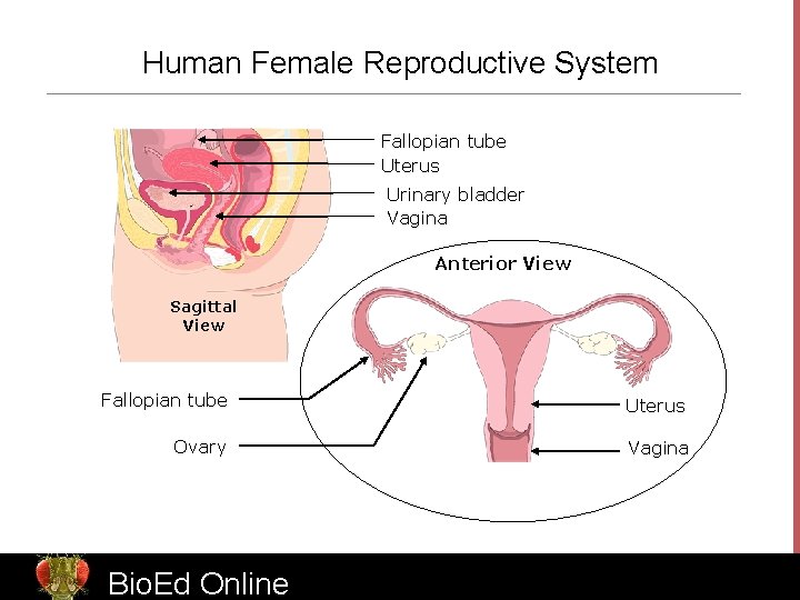 Human Female Reproductive System Fallopian tube Uterus Urinary bladder Vagina Anterior View Sagittal View