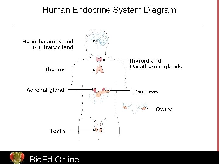 Human Endocrine System Diagram Hypothalamus and Pituitary gland Thymus Adrenal gland Thyroid and Parathyroid