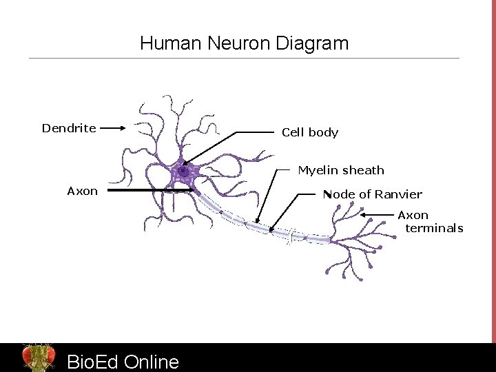 Human Neuron Diagram Dendrite Cell body Myelin sheath Axon Node of Ranvier Axon terminals