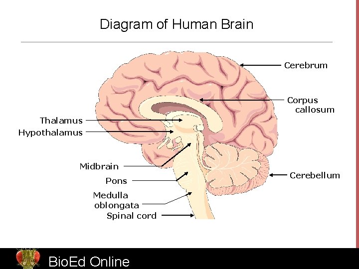 Diagram of Human Brain Cerebrum Corpus callosum Thalamus Hypothalamus Midbrain Pons Cerebellum Medulla oblongata