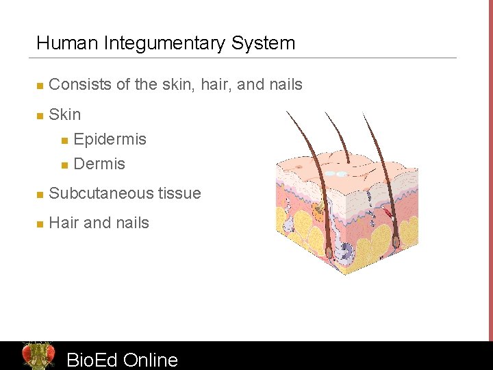 Human Integumentary System n n Consists of the skin, hair, and nails Skin n