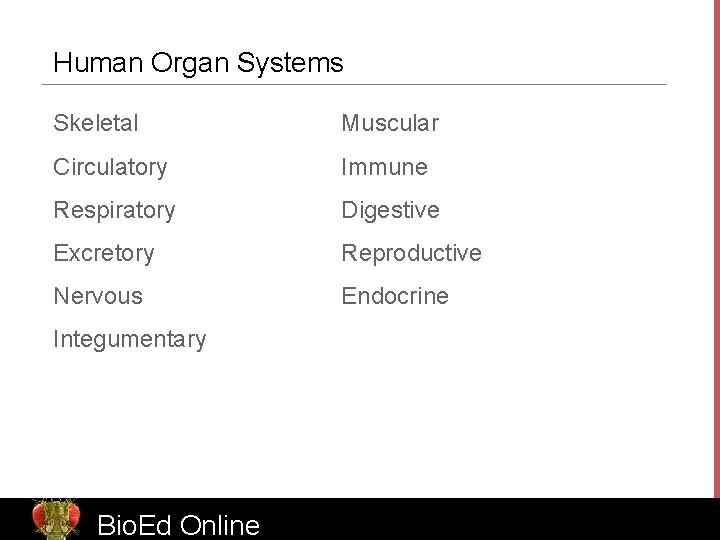 Human Organ Systems Skeletal Muscular Circulatory Immune Respiratory Digestive Excretory Reproductive Nervous Endocrine Integumentary
