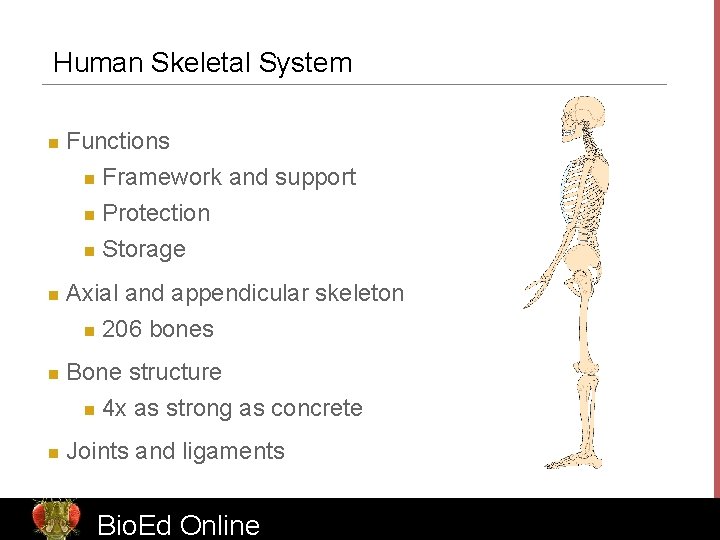 Human Skeletal System n Functions n Framework and support Protection n Storage n n