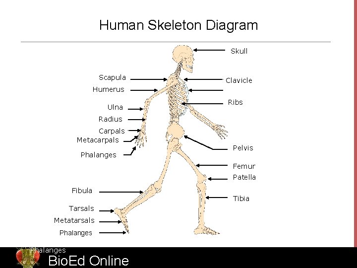Human Skeleton Diagram Skull Scapula Humerus Ulna Clavicle Sternum Ribs Radius Carpals Metacarpals Phalanges