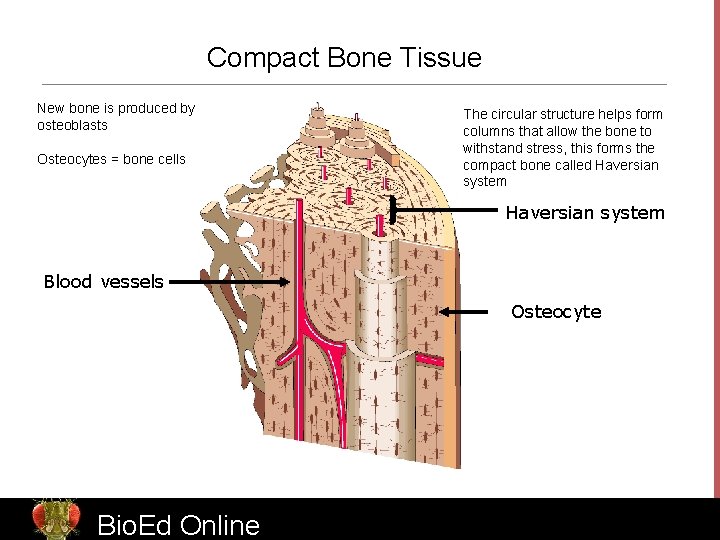 Compact Bone Tissue New bone is produced by osteoblasts Osteocytes = bone cells The