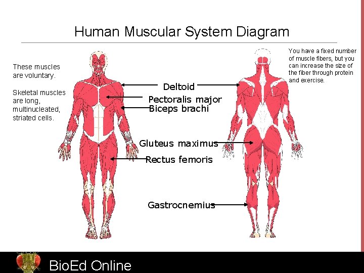 Human Muscular System Diagram These muscles are voluntary. Skeletal muscles are long, multinucleated, striated