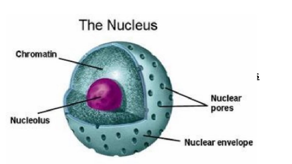 Nucleus = Control Center • Controls all activities within the cell. • Surrounded by