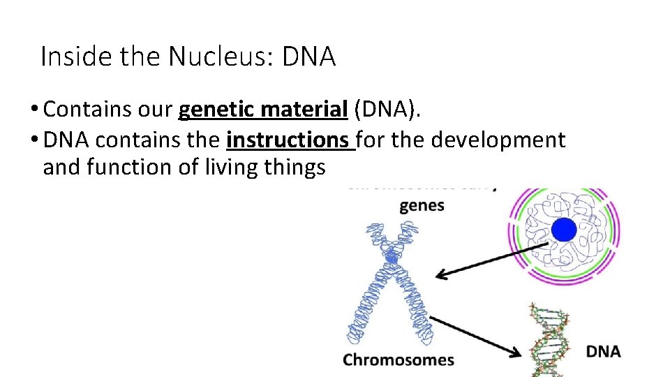 Inside the Nucleus: DNA • Contains our genetic material (DNA). • DNA contains the