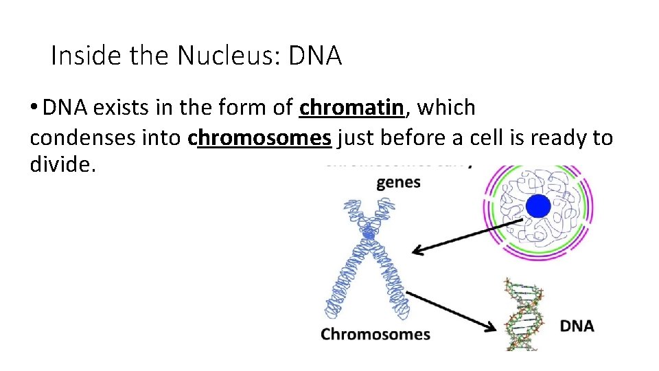 Inside the Nucleus: DNA • DNA exists in the form of chromatin, which condenses