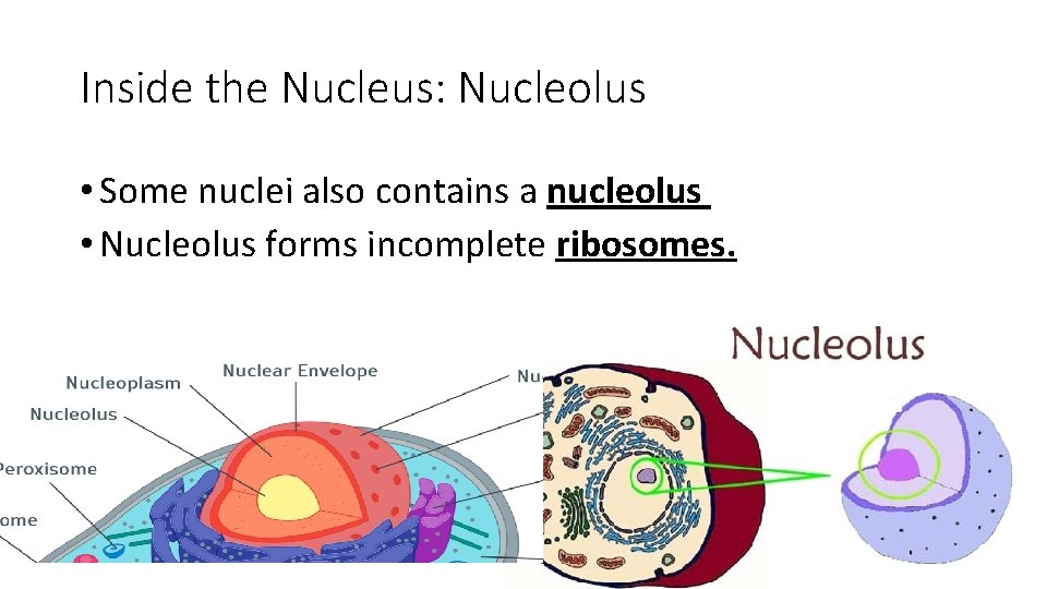 Inside the Nucleus: Nucleolus • Some nuclei also contains a nucleolus • Nucleolus forms