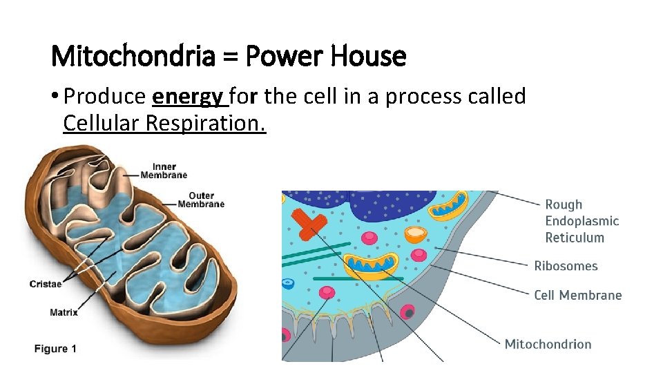 Mitochondria = Power House • Produce energy for the cell in a process called