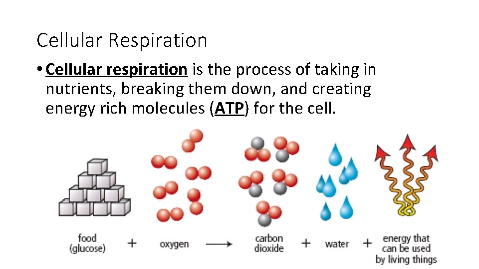 Cellular Respiration • Cellular respiration is the process of taking in nutrients, breaking them
