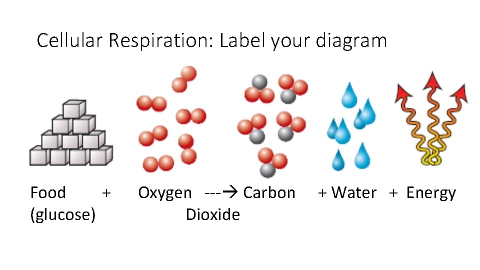 Cellular Respiration: Label your diagram Food + Oxygen --- Carbon + Water + Energy