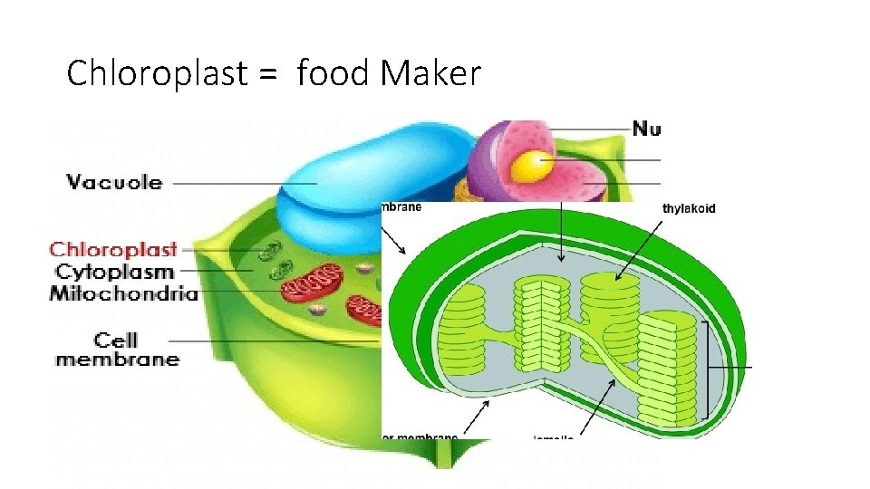 Chloroplast = food Maker 