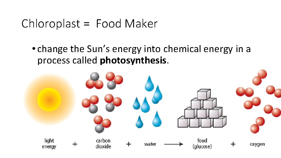 Chloroplast = Food Maker • change the Sun’s energy into chemical energy in a